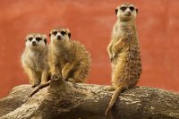 297 - THREE MEERKATS - CUPPENS JOS - belgium <div